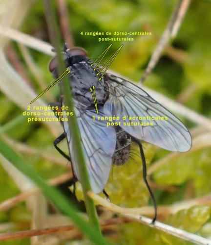 Helina evecta